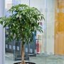 Schefflera compacta 'Nora' op vlechtstam